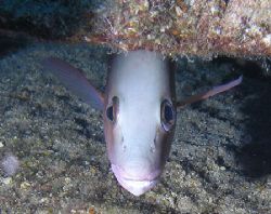 This gray snapper was hiding out in Bloody Bay off Little... by Trisha Urban 